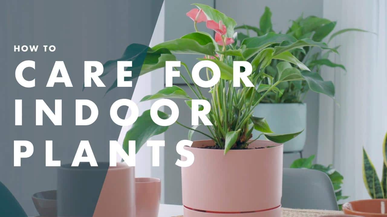 Les Meilleures Plantes d'Intérieur pour Purifier l'Air