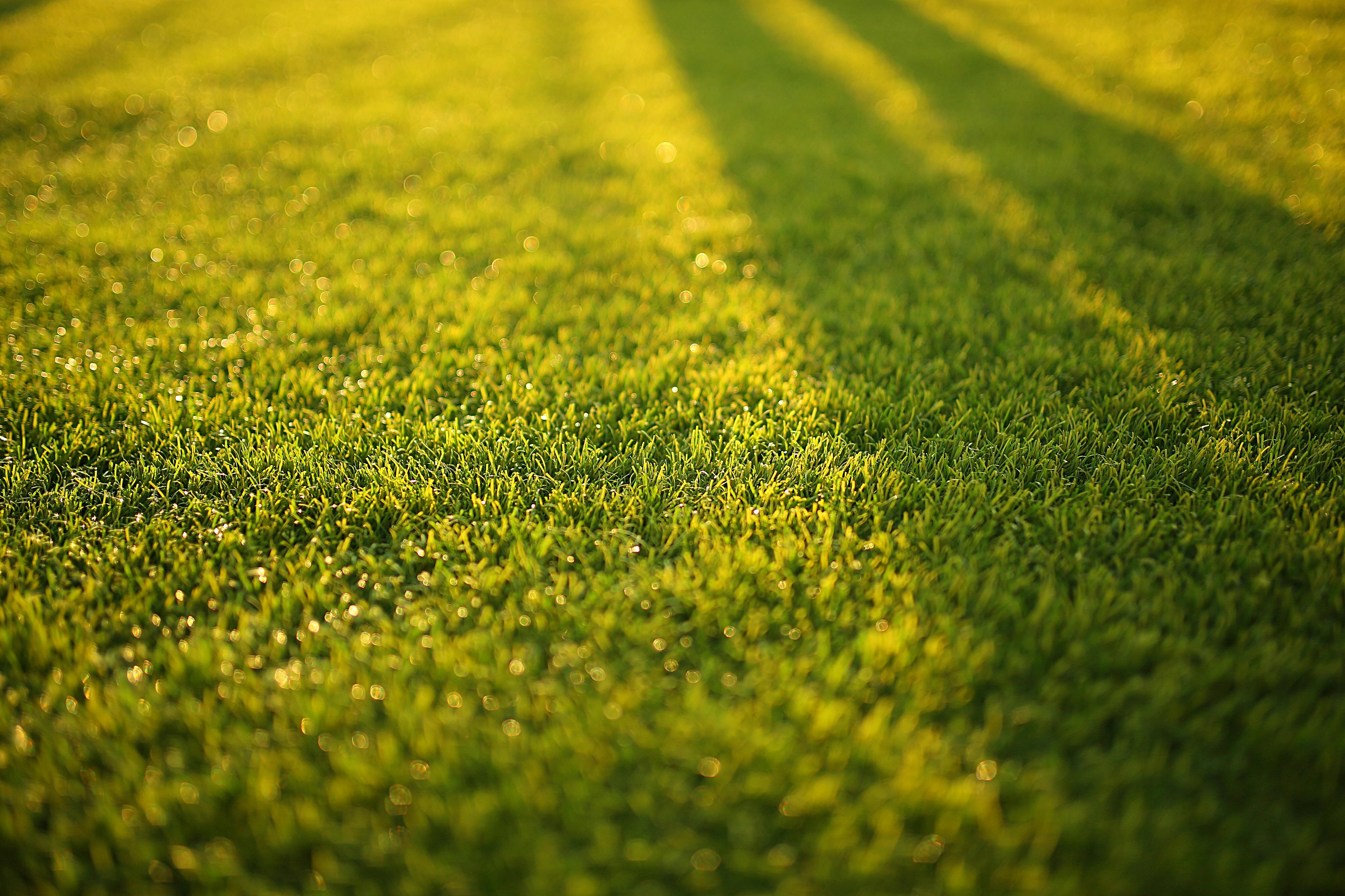 Top Tips for Maintaining a Lush Green Lawn