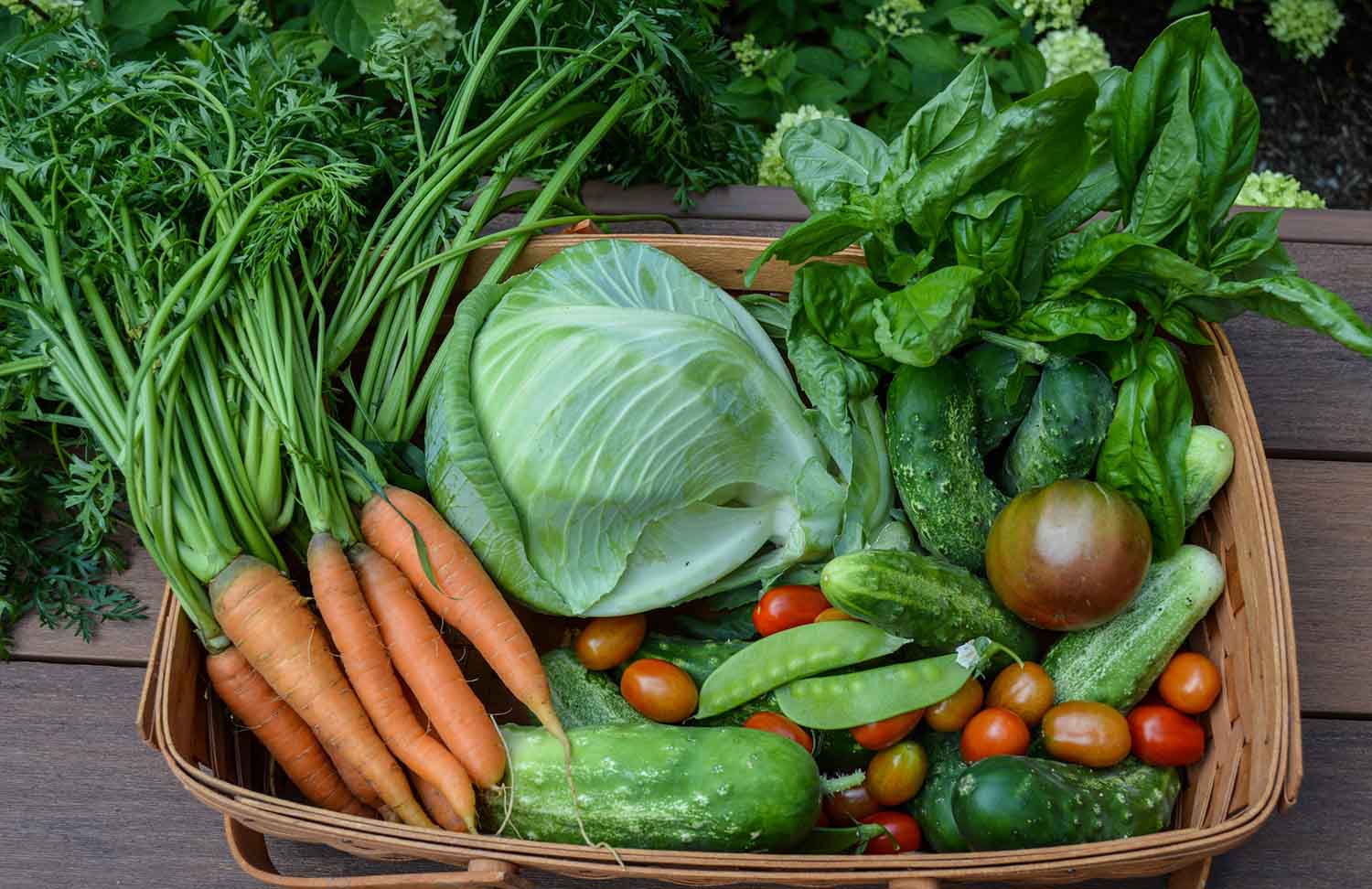 Créer un Potager Bio à la Maison