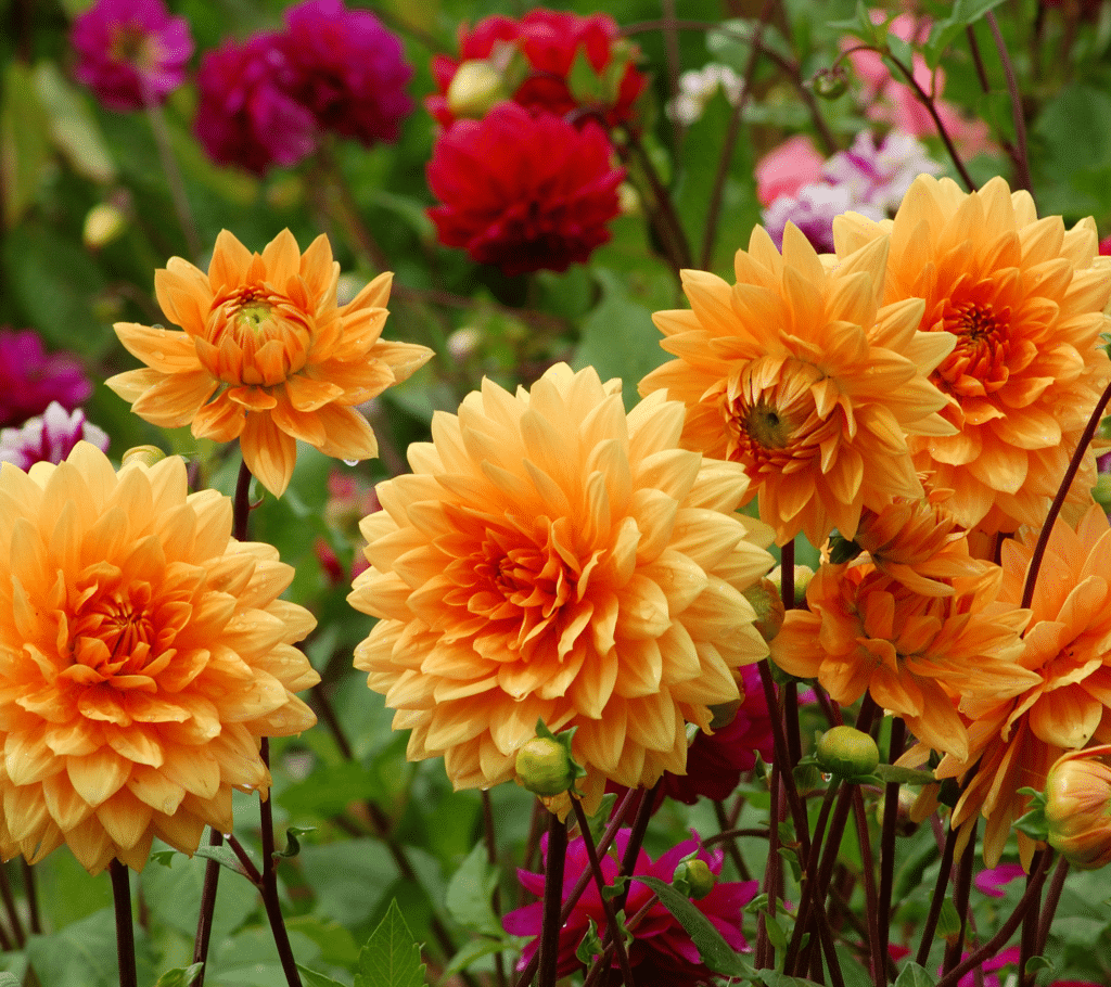 The Ultimate Guide to Seasonal Flower Planting