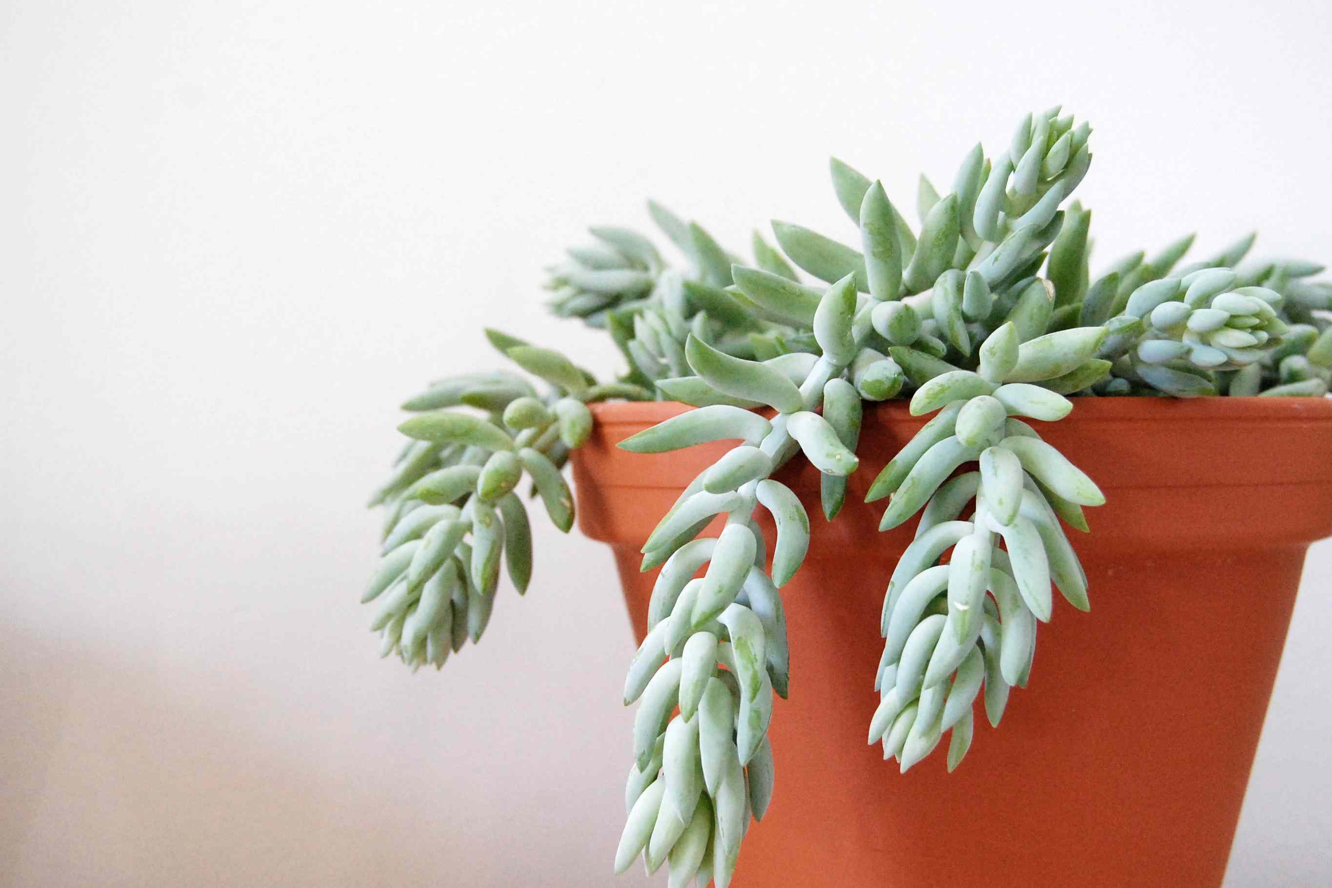 The Beginner's Guide to Thriving Indoor Plants
