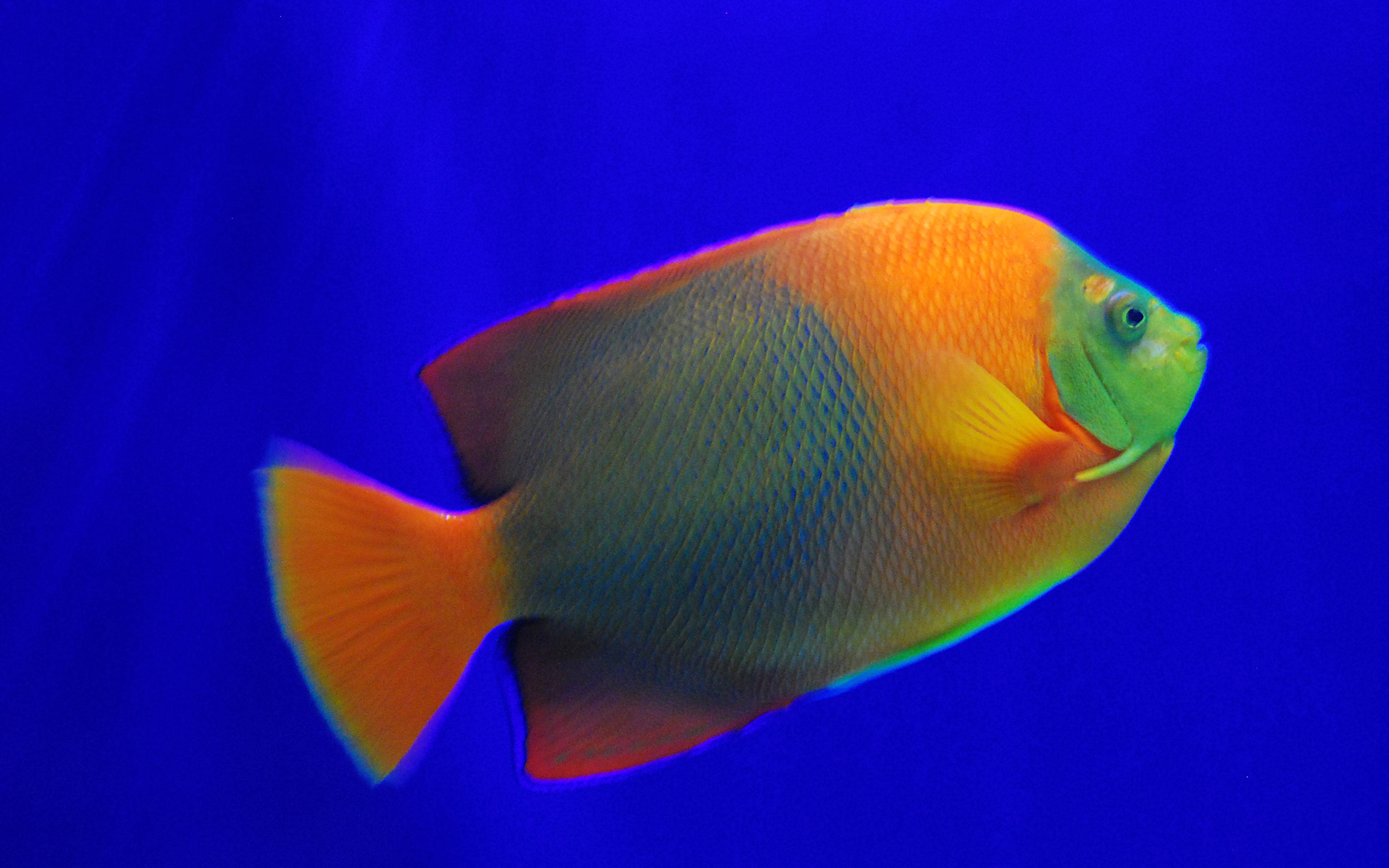 Island Hopping Bliss: From Quiet Coves to Coral Reefs