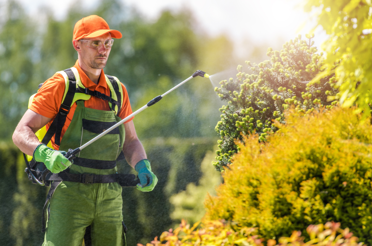 Natural Pest Control Solutions for a Healthier Home
