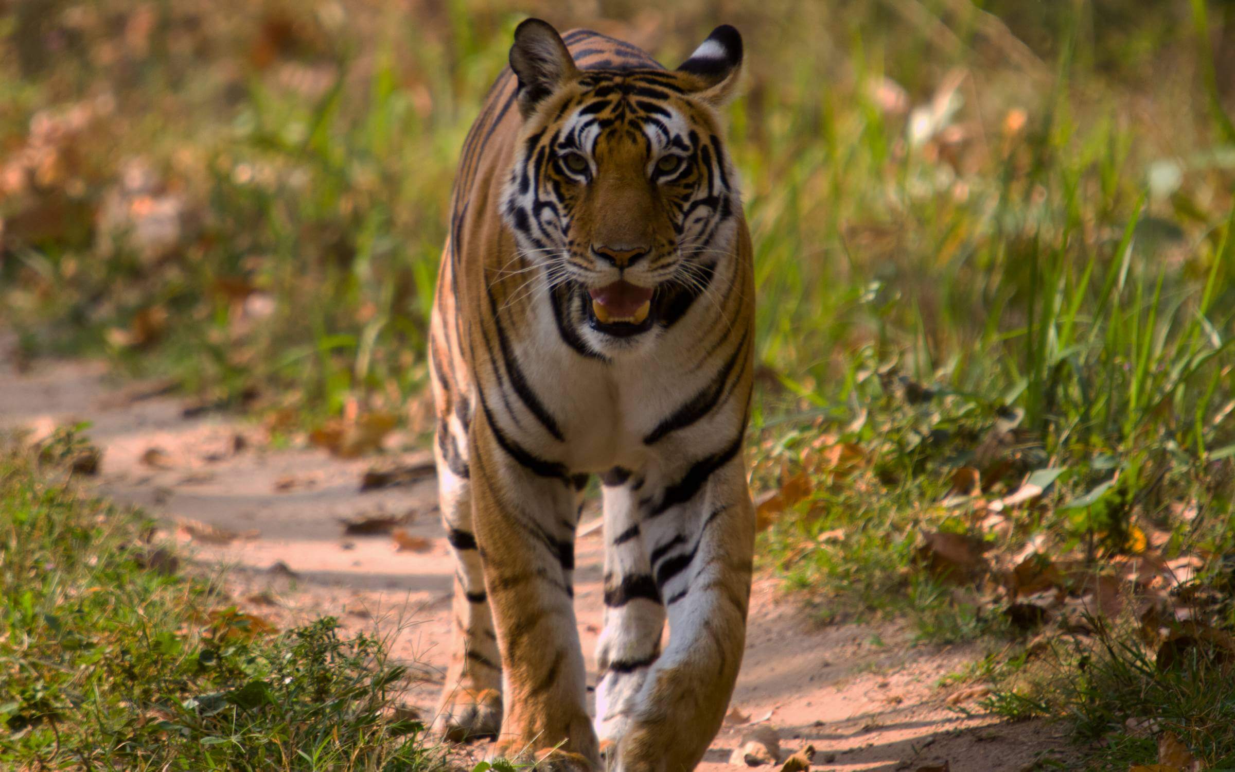 Wildlife Encounters That Respect Nature