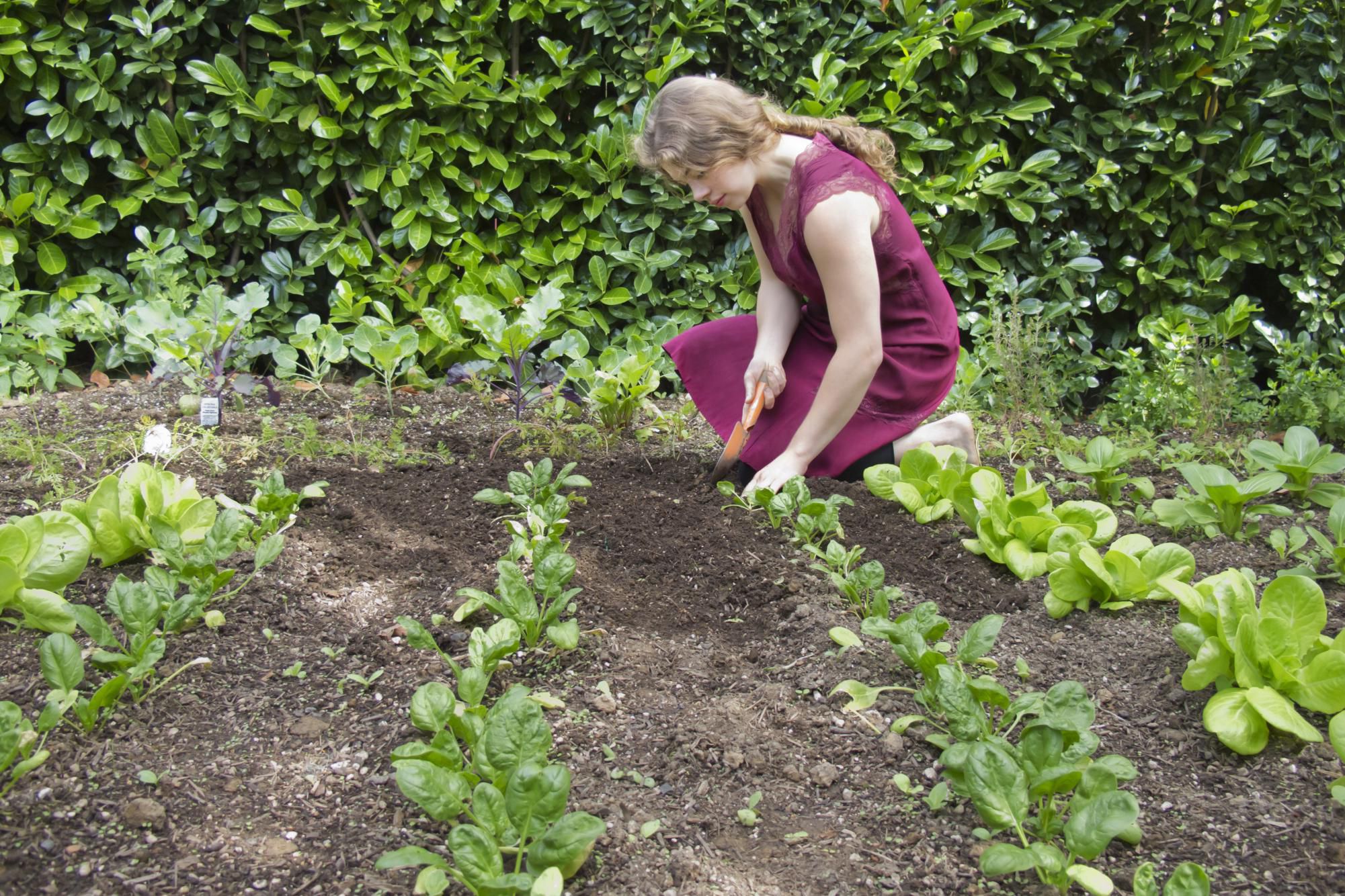 Ultimate Guide to Organic Gardening for Beginners
