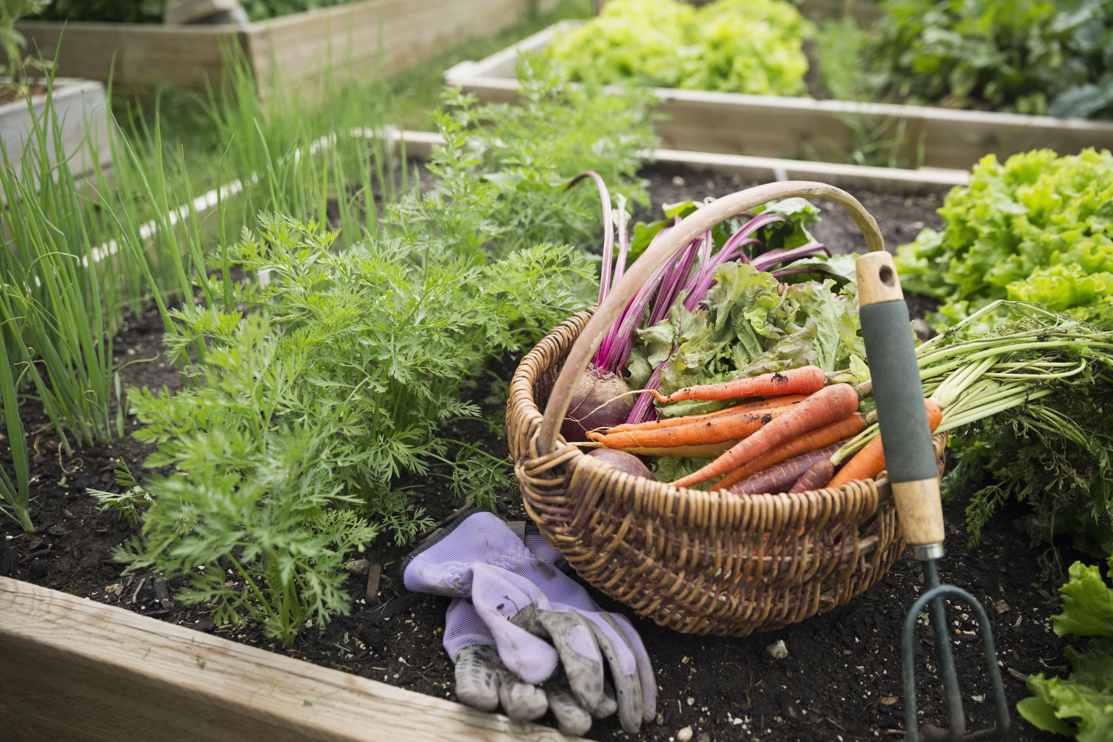 Essential Tips for a Thriving Vegetable Garden