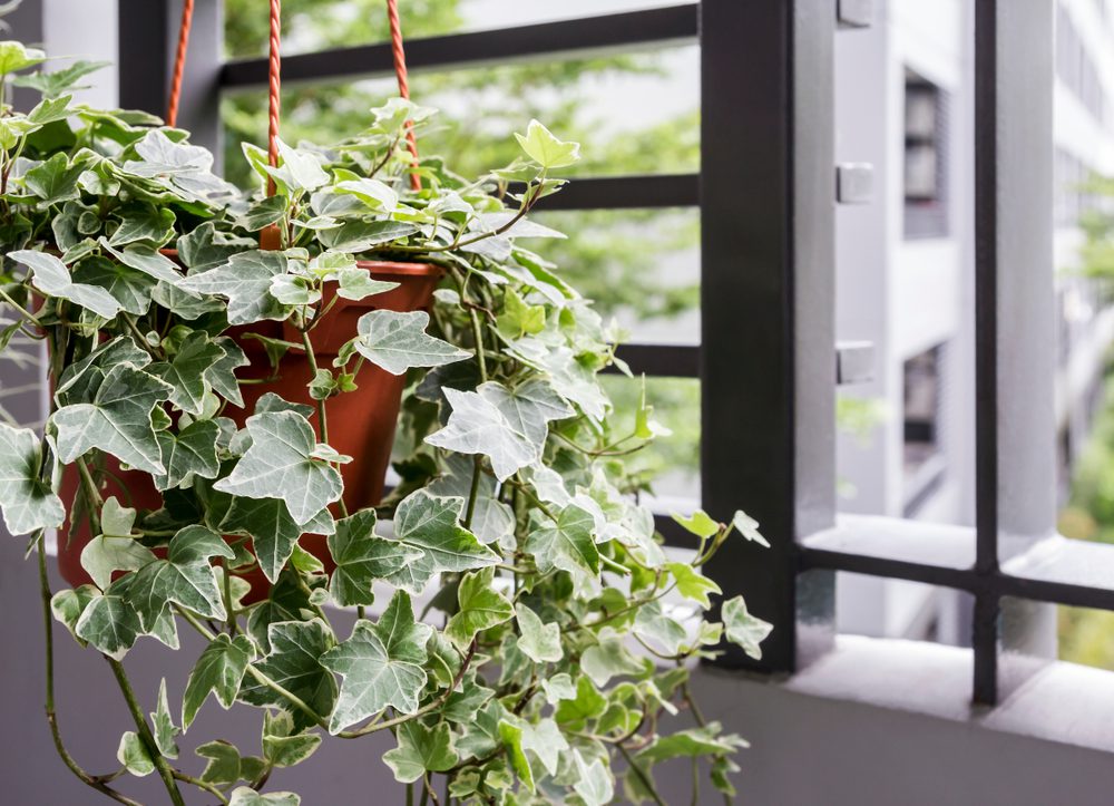 Beginner-Friendly Houseplants That Thrive Indoors