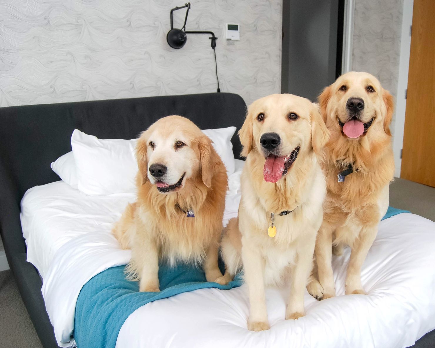 Pet-Friendly Homes: Safe Plants and Smart Decor Tips