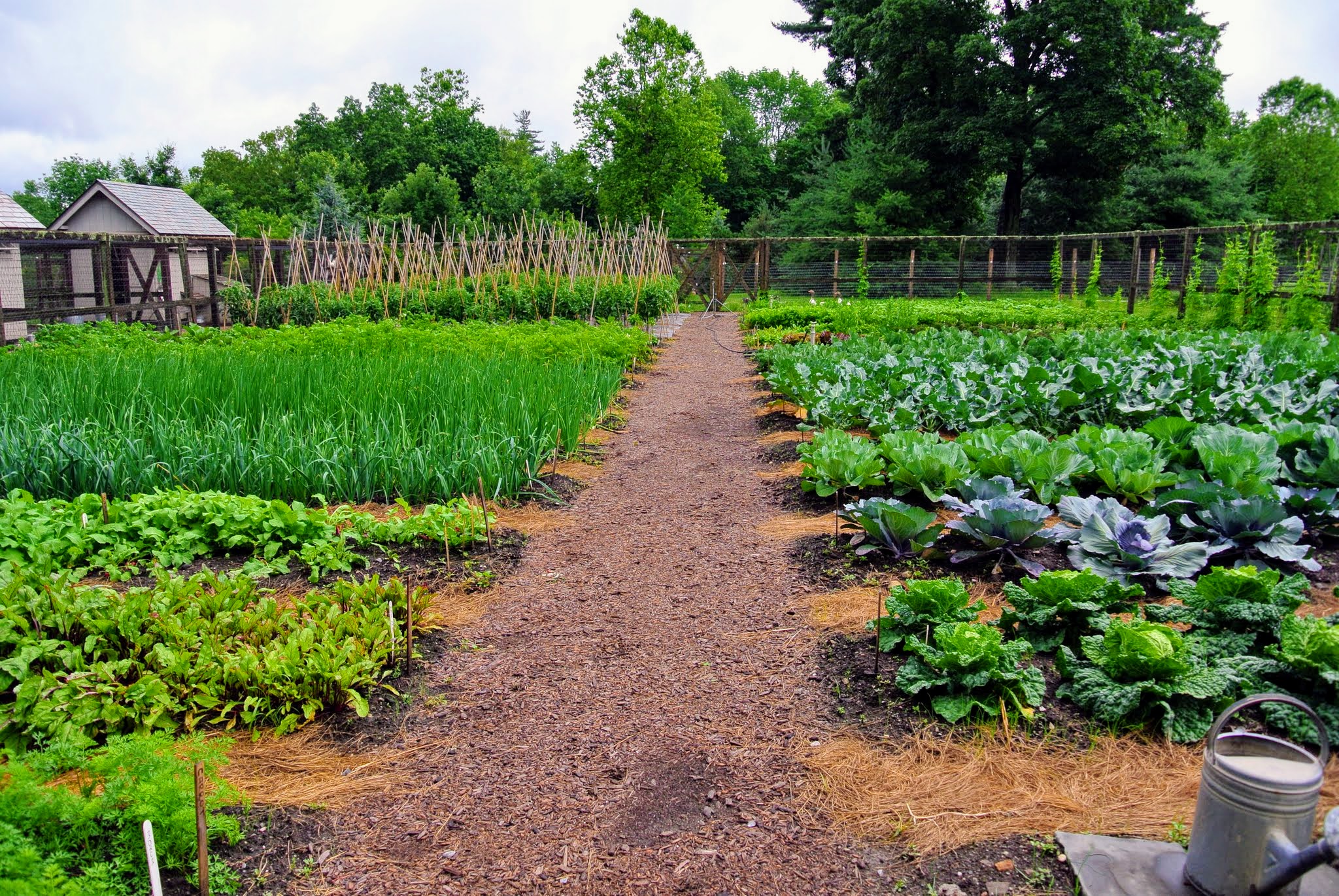 How to Start a Vegetable Garden from Scratch