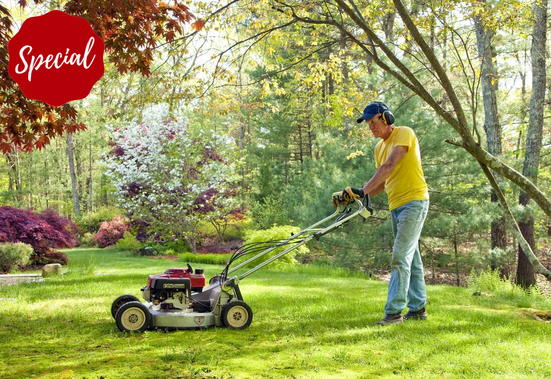 Sustainable Lawn Alternatives That Save Water