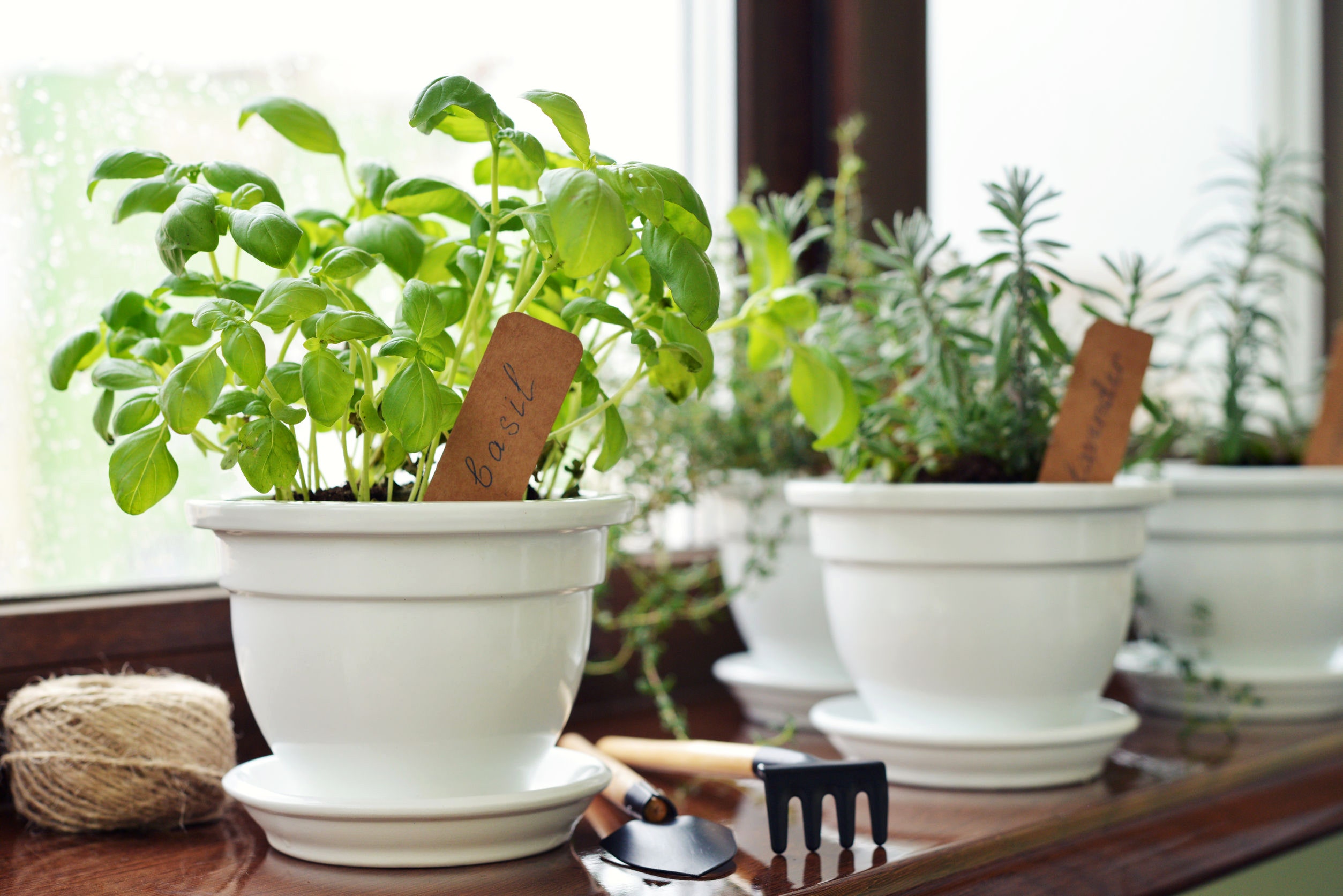 Kitchen Herb Gardens: Fresh Flavor at Your Fingertips