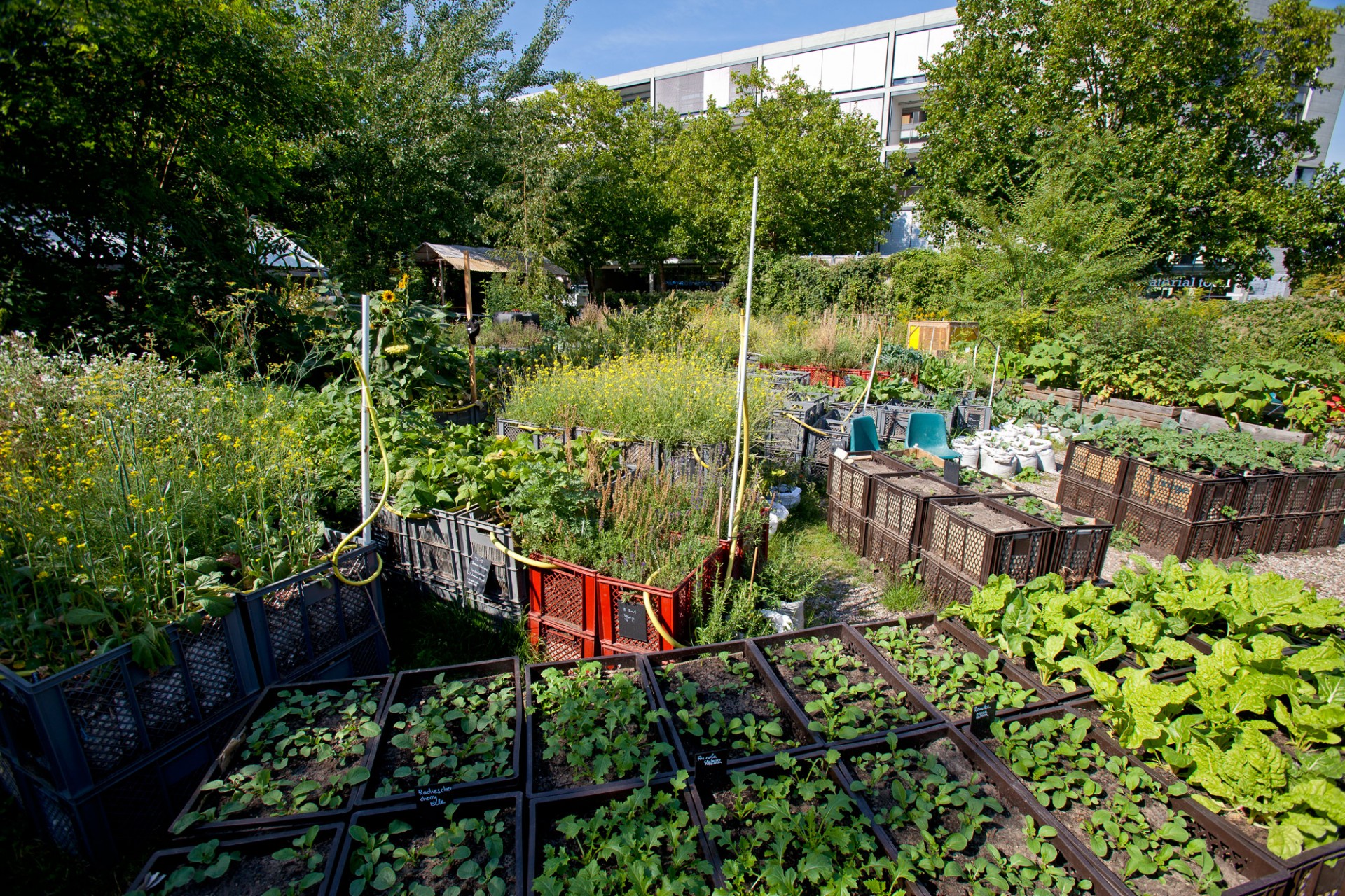 Maximizing Space: Clever Ideas for Urban Gardening