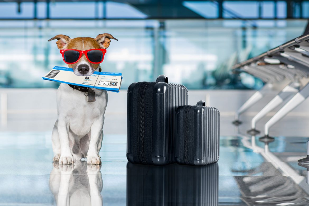 Traveling with Pets: Tips for a Pawsome Trip