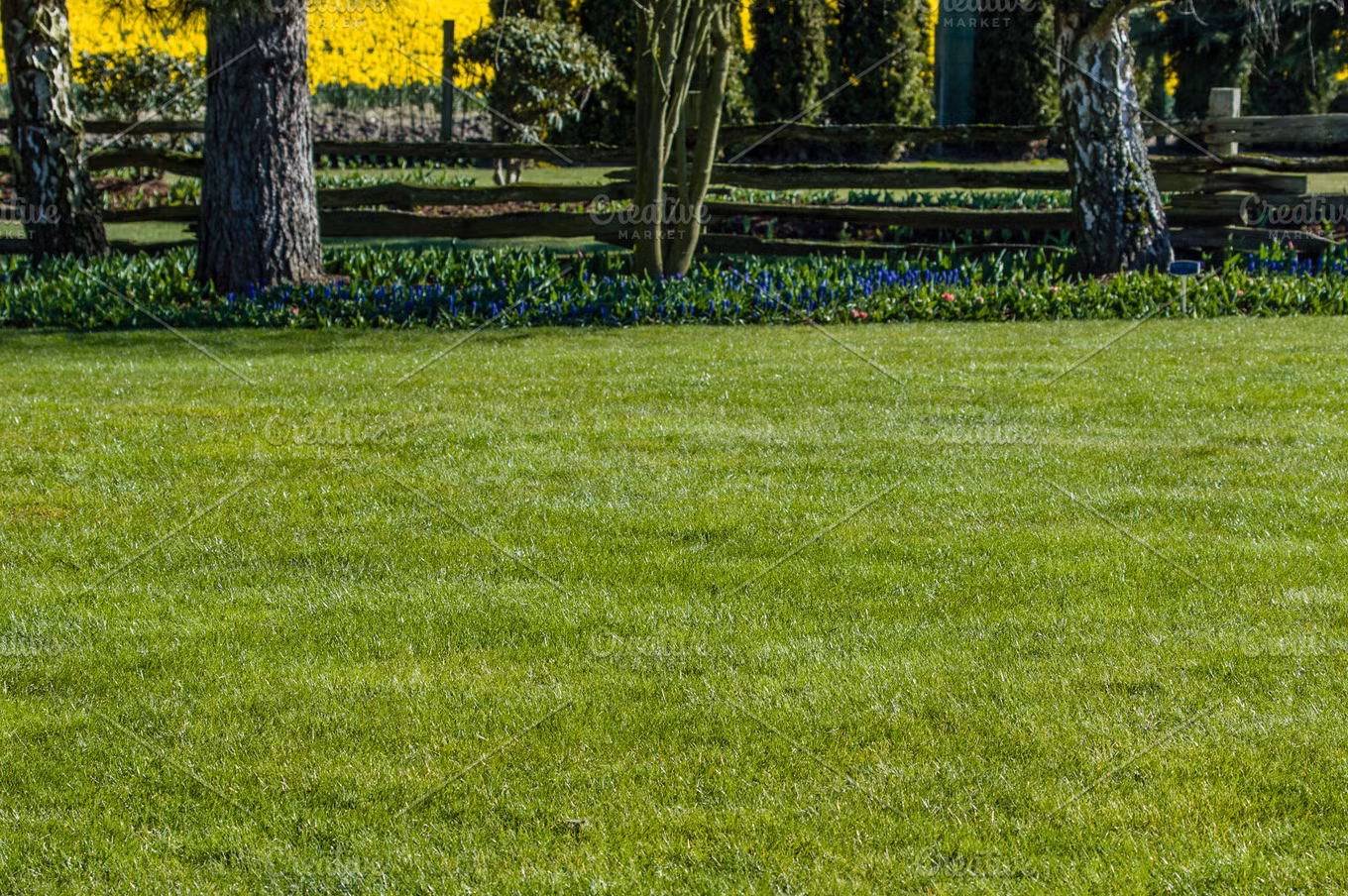 Top Tips for Maintaining a Lush Lawn