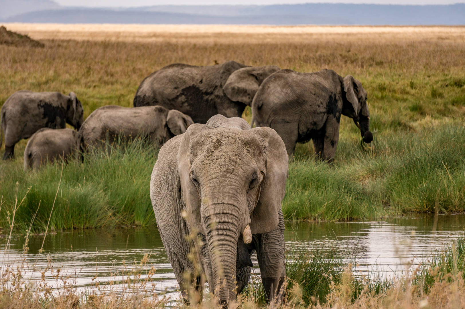 Wildlife Safaris: Unforgettable Encounters with Nature